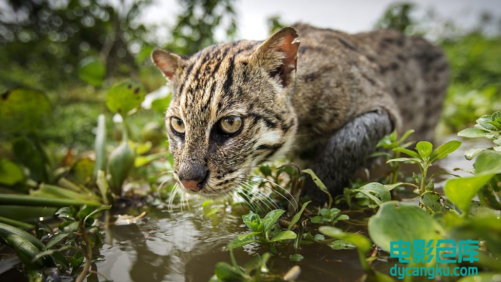 大猫4.jpg