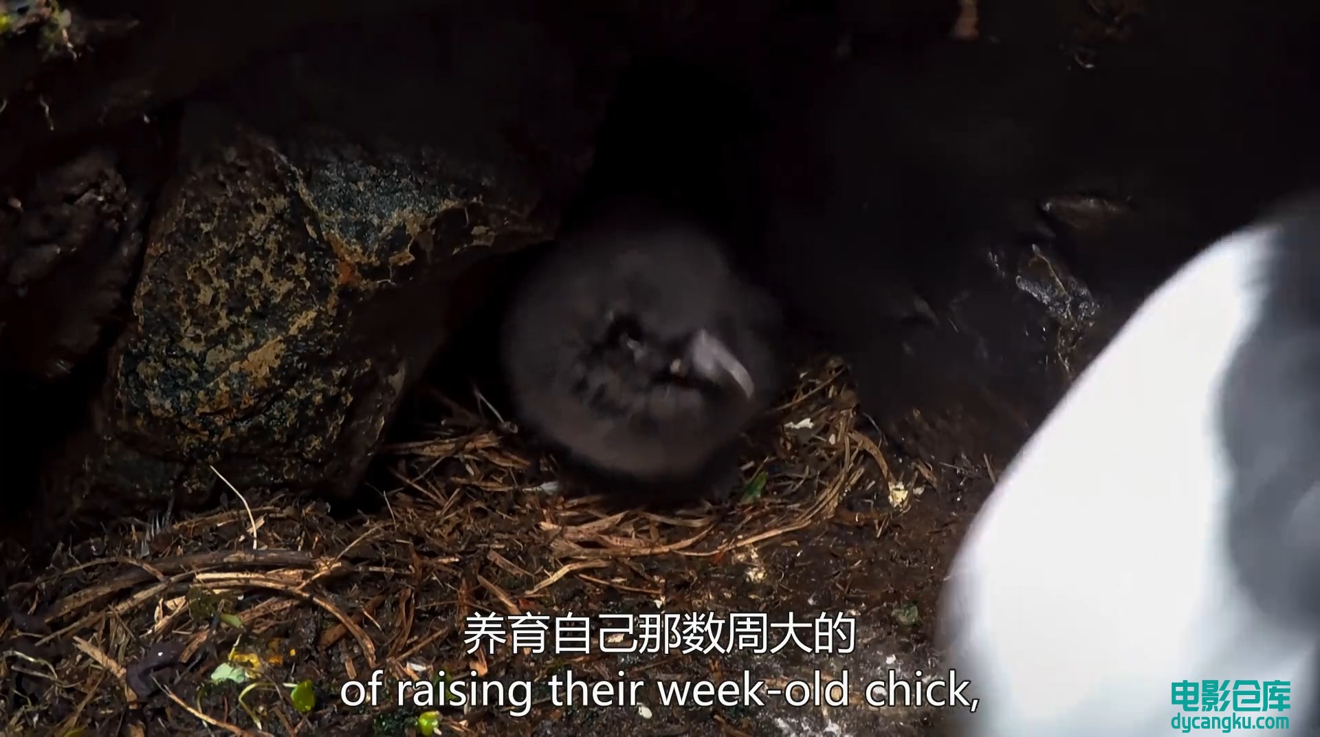 [电影仓库dycangku.com]蓝色星球第二季06.mp4_snapshot_26.27.453.jpg
