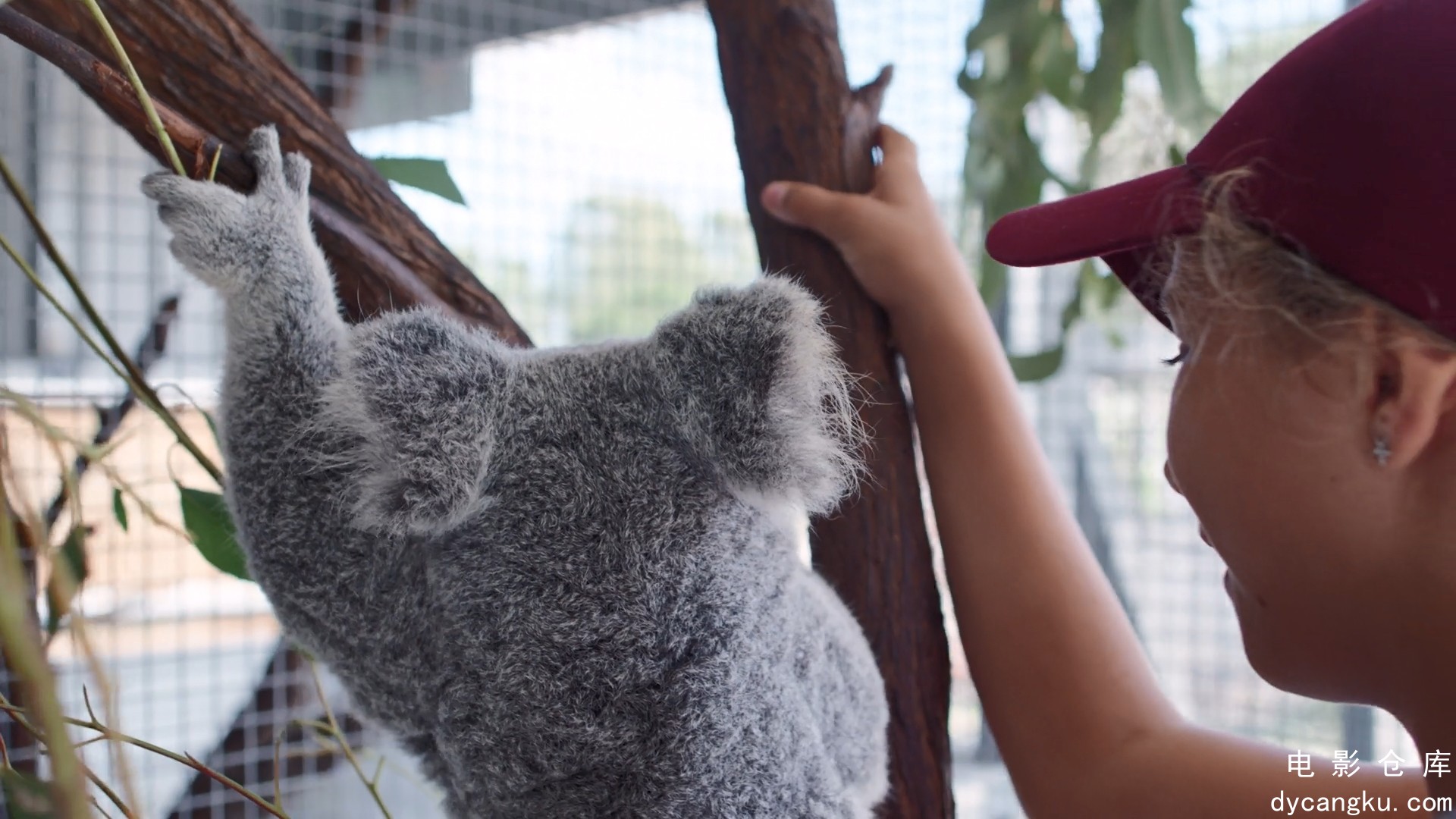 [电影仓库dycangku.com]Izzys.Koala.World.S01E01.1080p.NF.WEB-DL.DDP5.1.H.264.mkv_.jpg