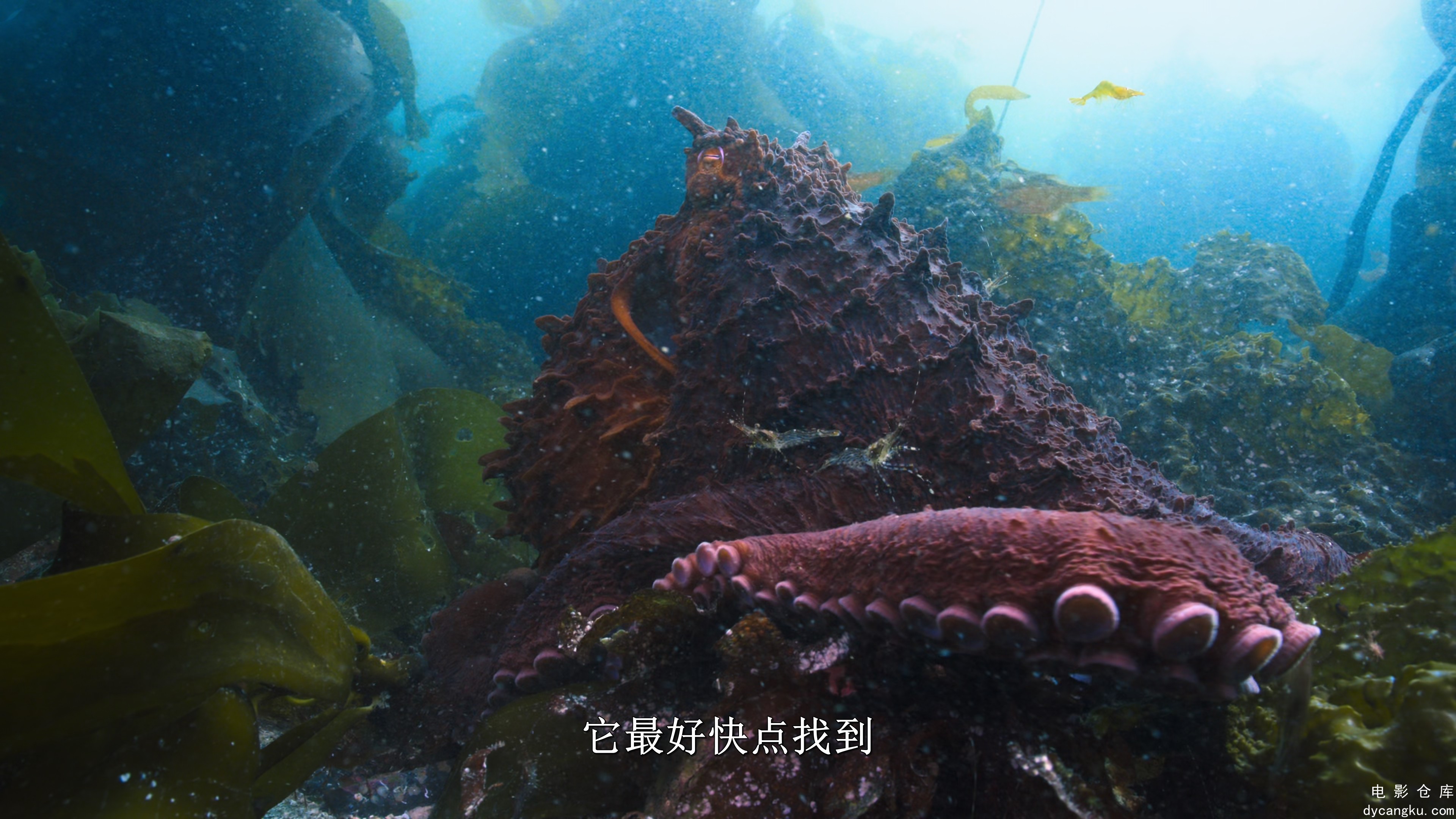 [电影仓库dycangku.com]Big.Beasts.S01E01.2160p.WEB.H264.mkv_snapshot_13.14.180.jpg