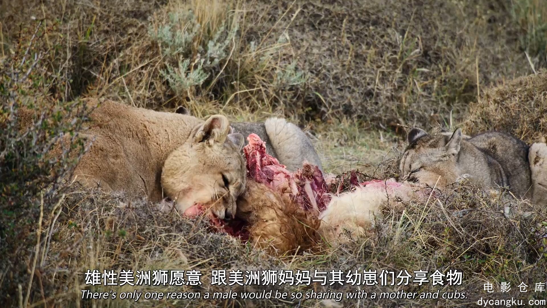 [电影仓库dycangku.com]食肉动物S01E03.mp4_snapshot_22.09.532.jpg