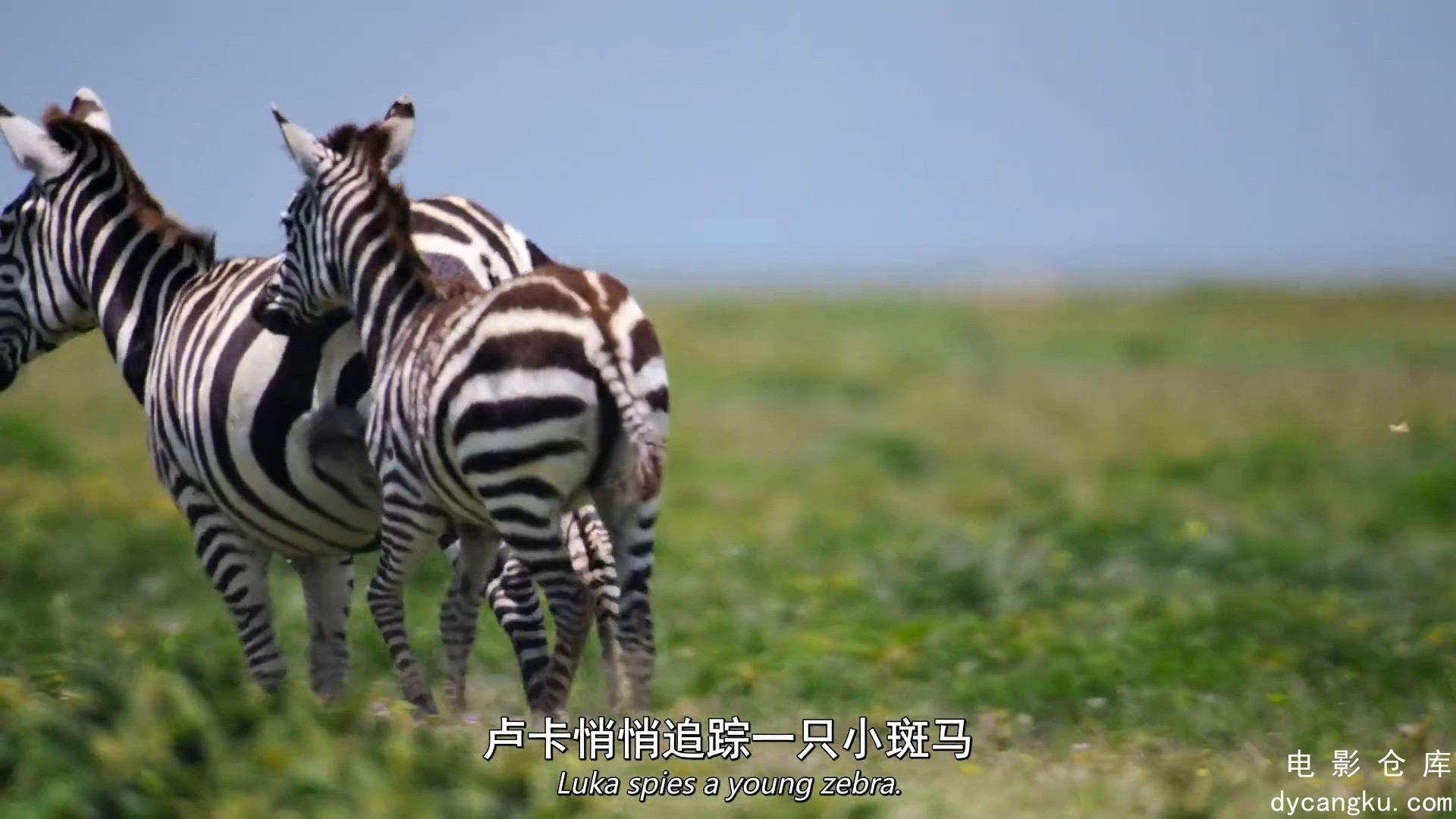 [电影仓库dycangku.com]食肉动物S01E01.mp4_snapshot_36.04.525.jpg