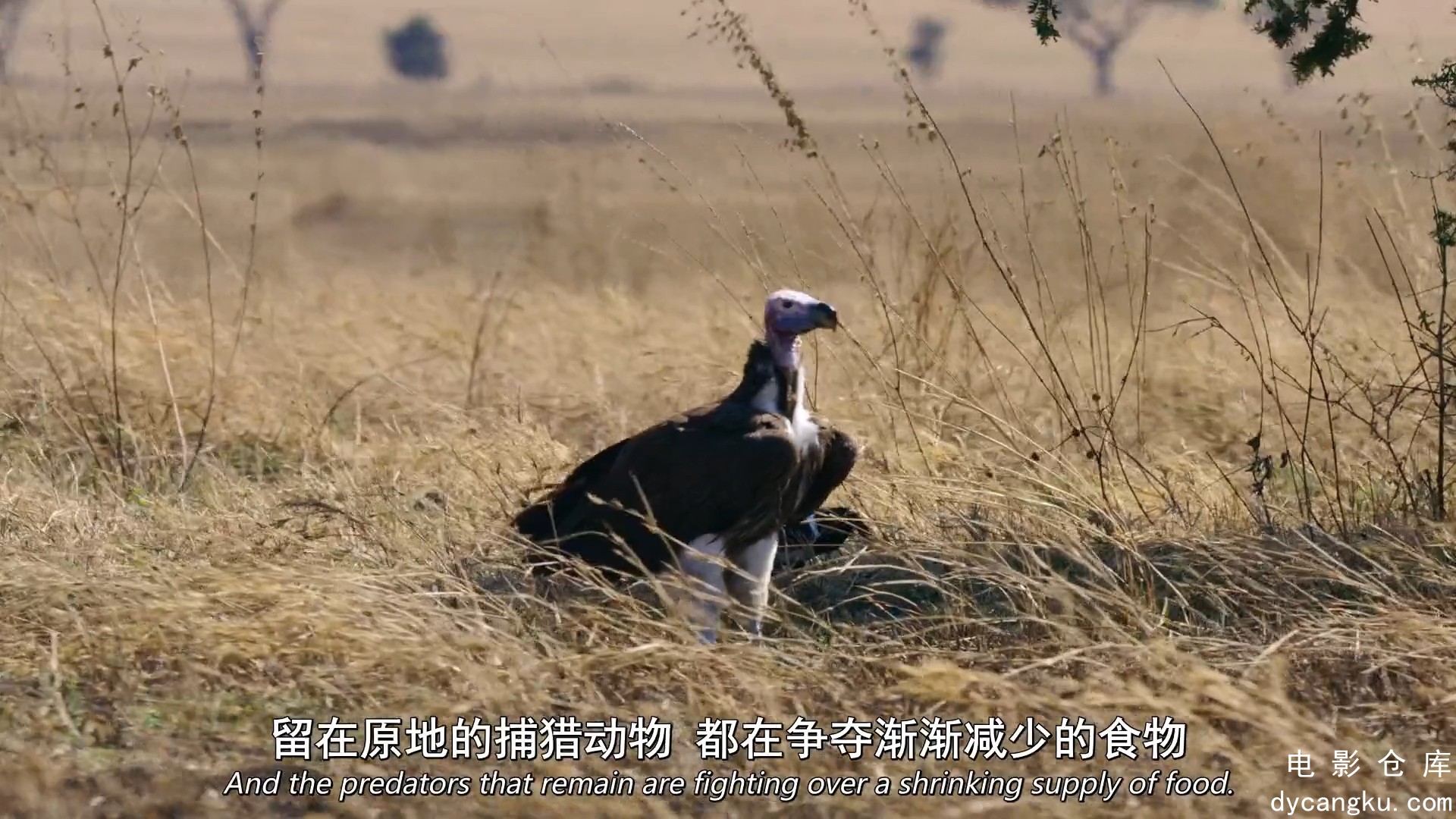 [电影仓库dycangku.com]食肉动物S01E01.mp4_snapshot_05.10.322.jpg