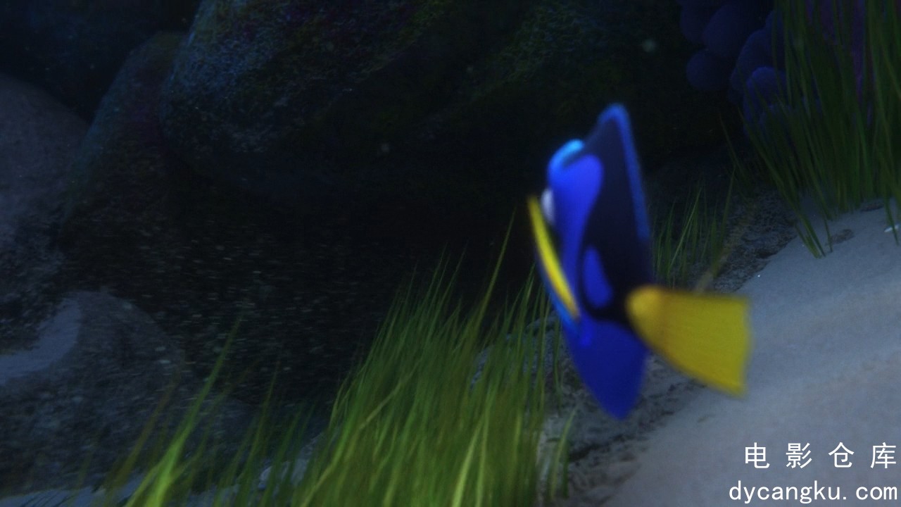 [电影仓库dycangku.com]海底总动员2：多莉去哪儿.Finding.Dory.2016.BluRay.720p.x264.jpg