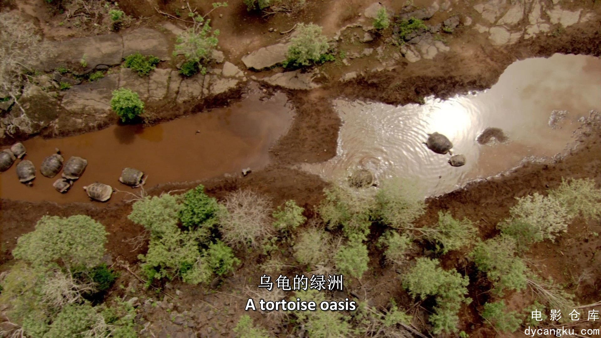 [电影仓库dycangku.com]加拉帕格斯群岛Galapagos.E01.mkv_snapshot_25.46.879.jpg