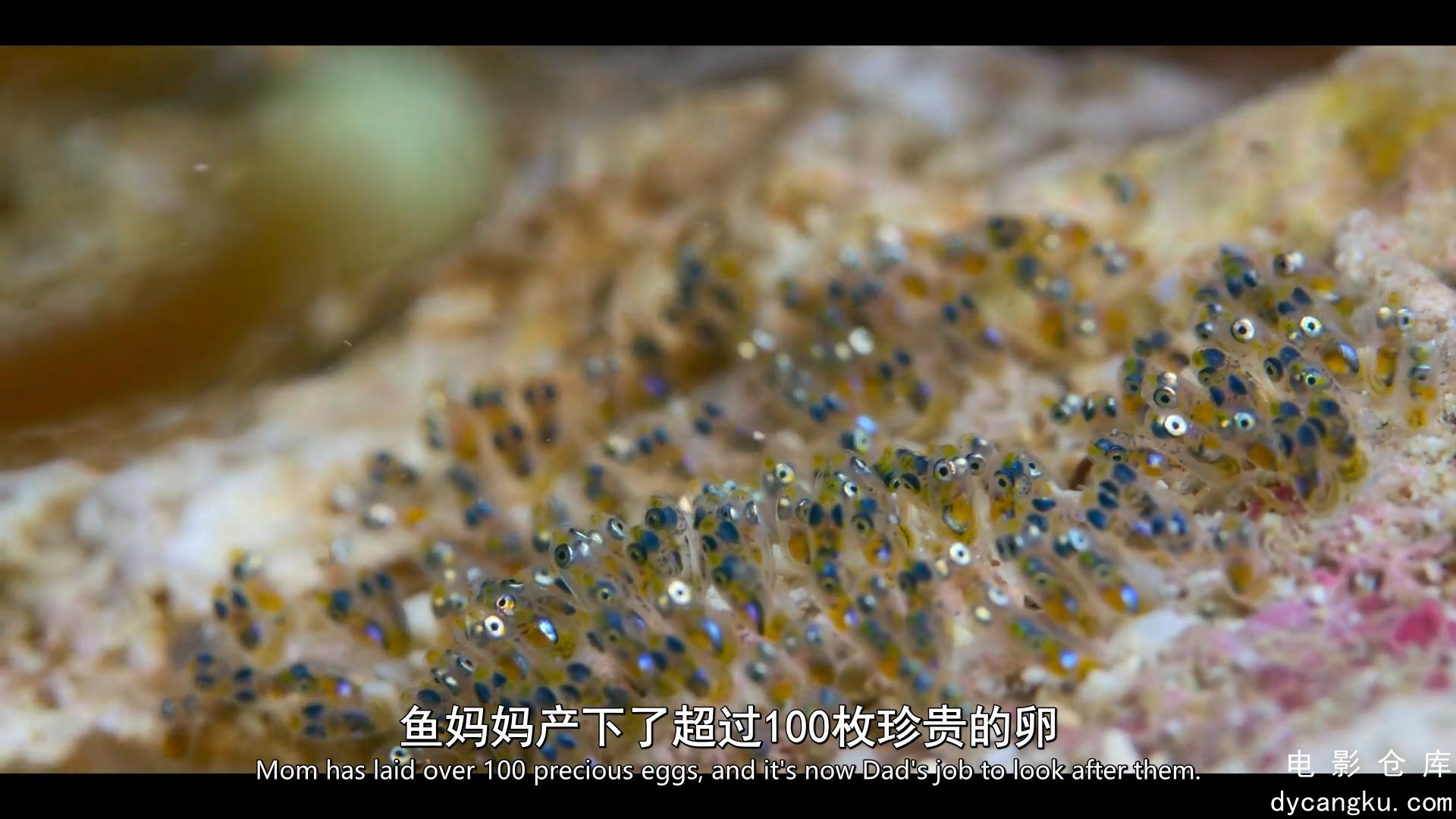 [电影仓库dycangku.com]01.mp4_snapshot_00.14.00.587.jpg