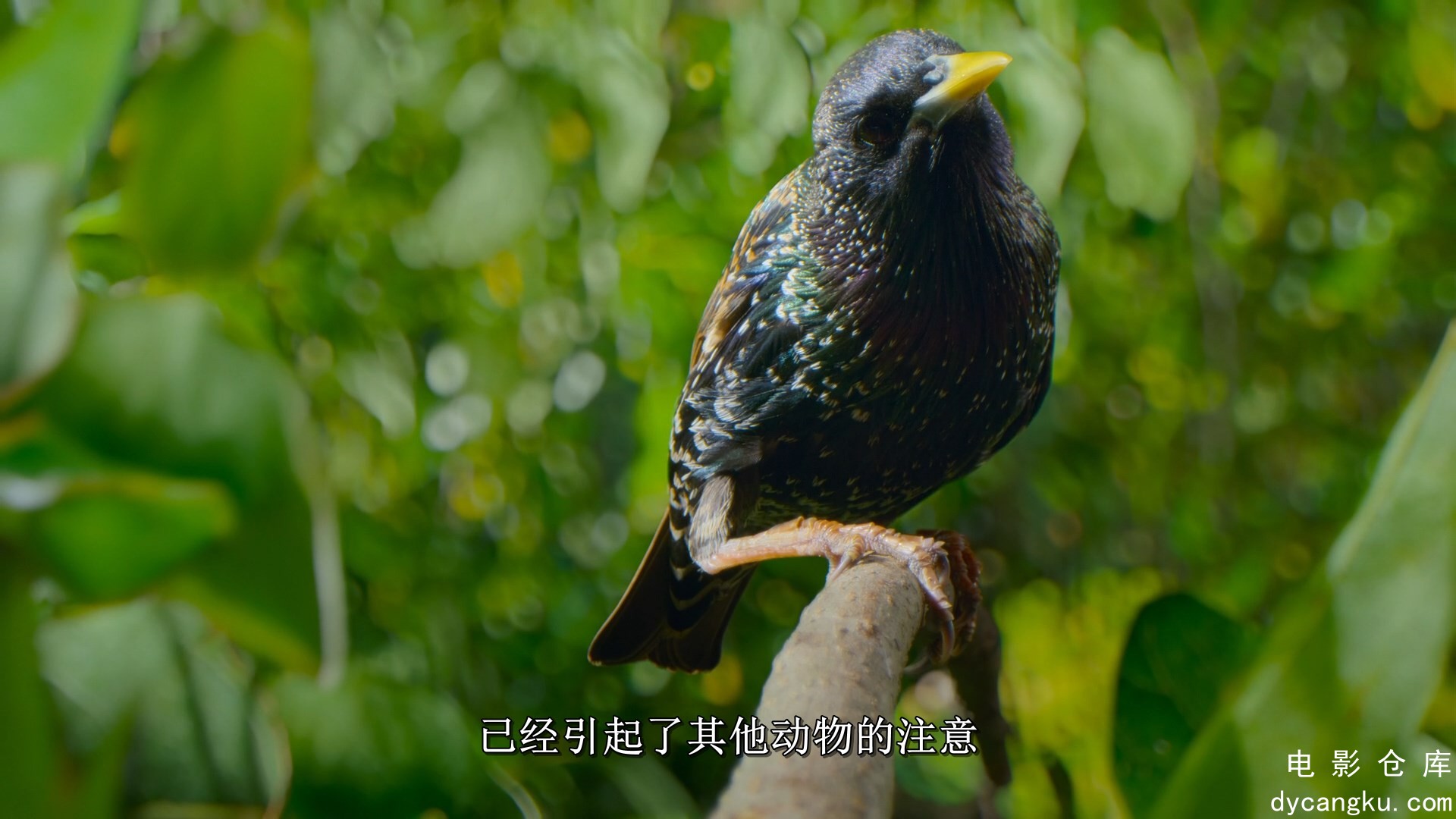 [电影仓库dycangku.com]06【内封简繁英字】.mkv_snapshot_08.37.894.jpg
