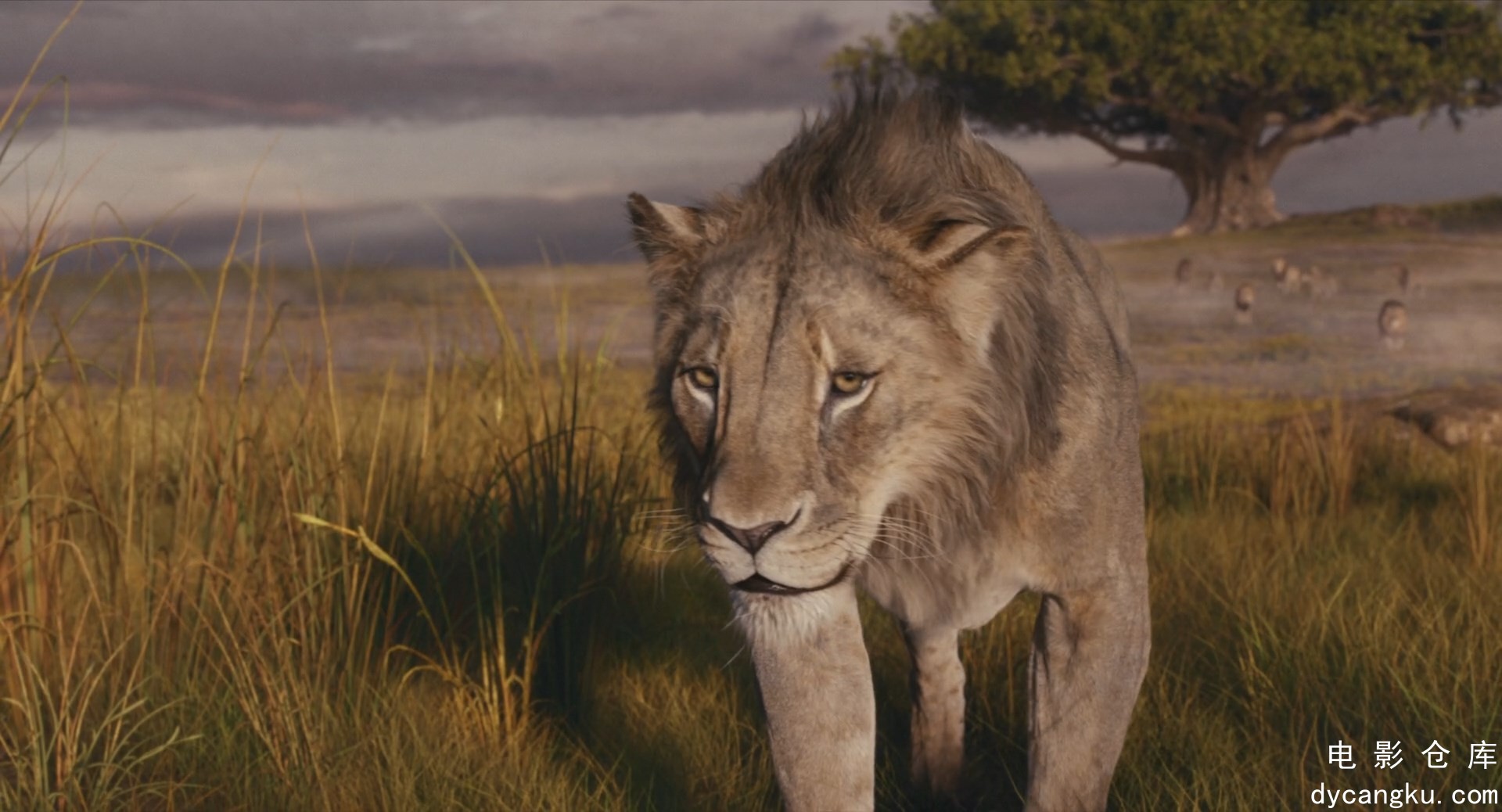 [电影仓库dycangku.com]Mufasa.The.Lion.King.2024.REPACK.1080p.iTunes.WEB-DL.DDP.5.jpg