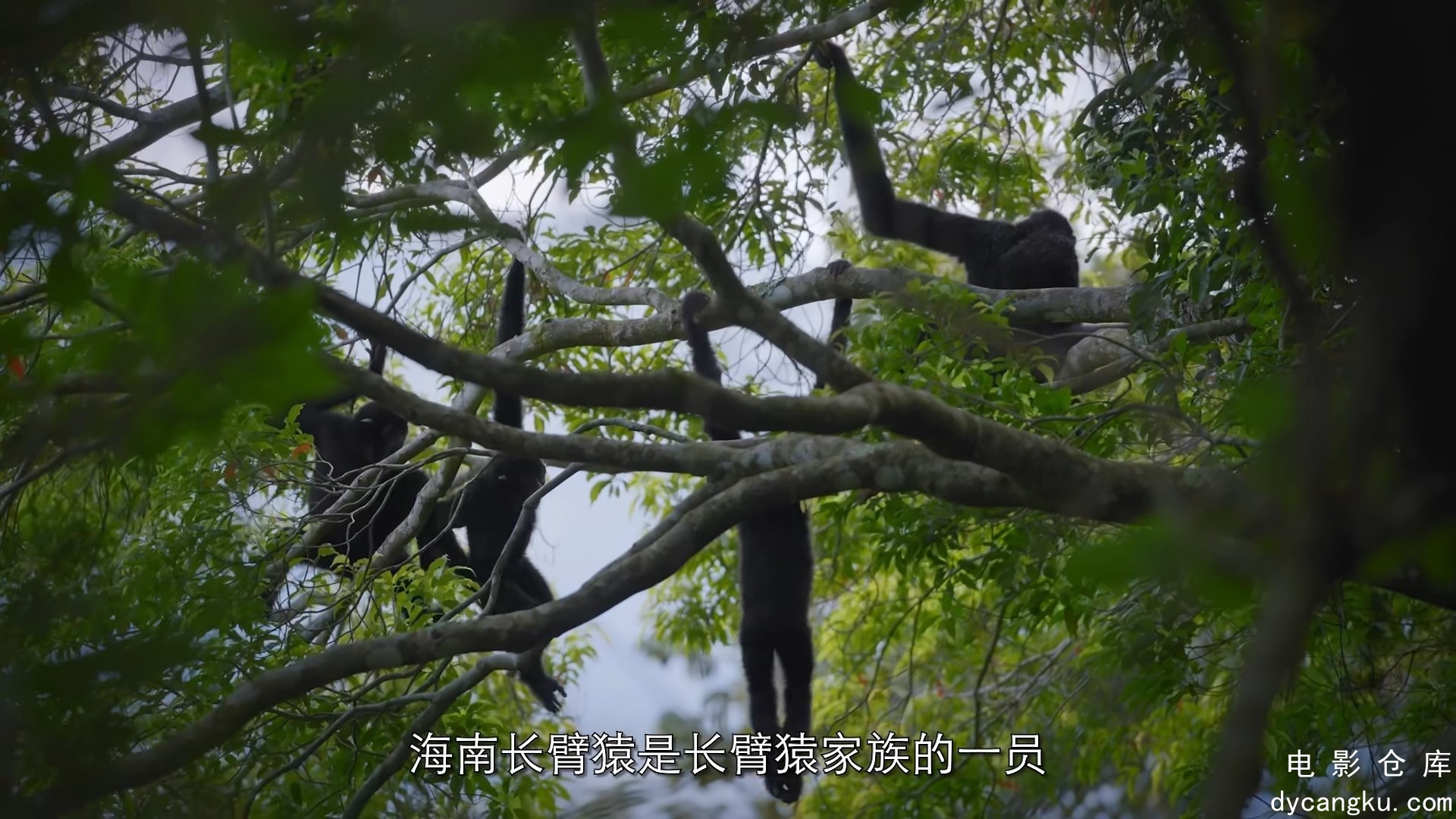 [电影仓库dycangku.com]S01E01.雨林秘境.mkv_snapshot_11.36.072.jpg