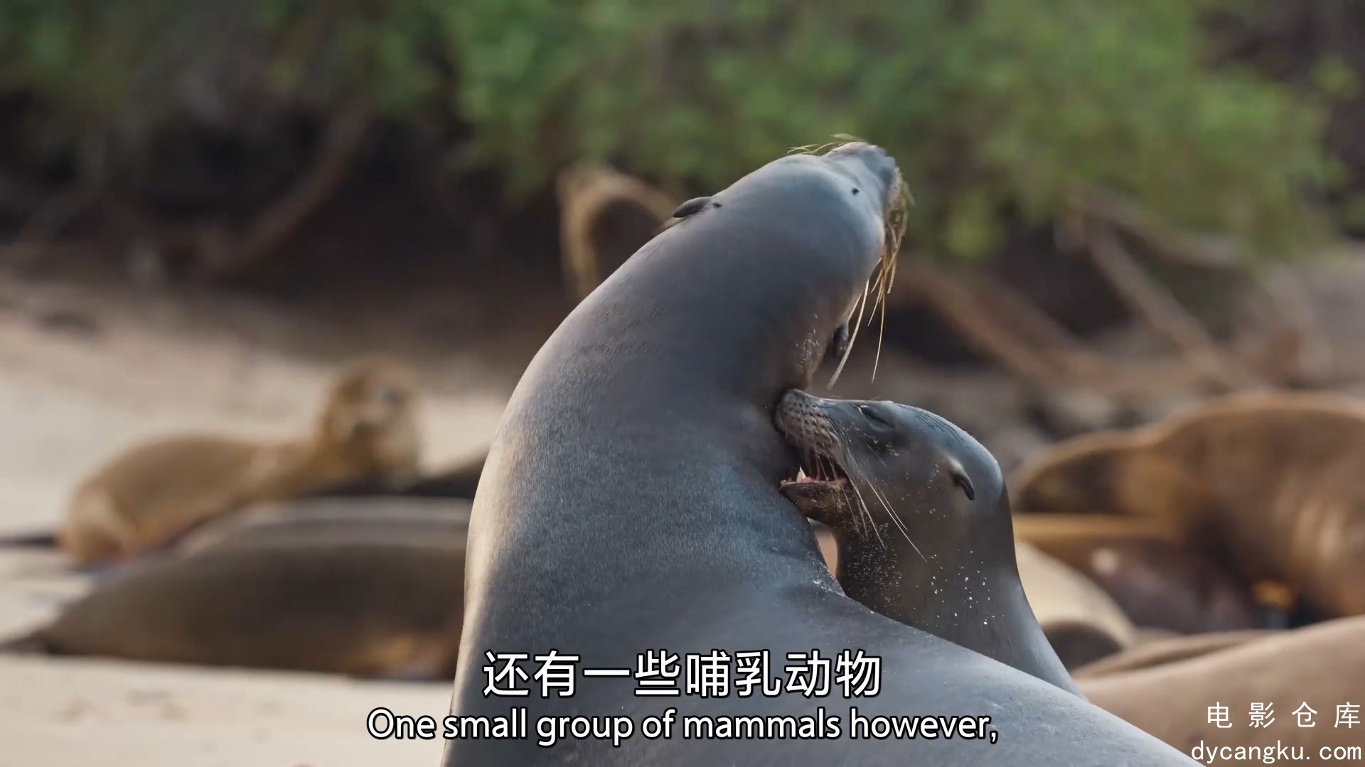 [电影仓库dycangku.com]03.1080国英双语.mkv_snapshot_27.33.949.jpg