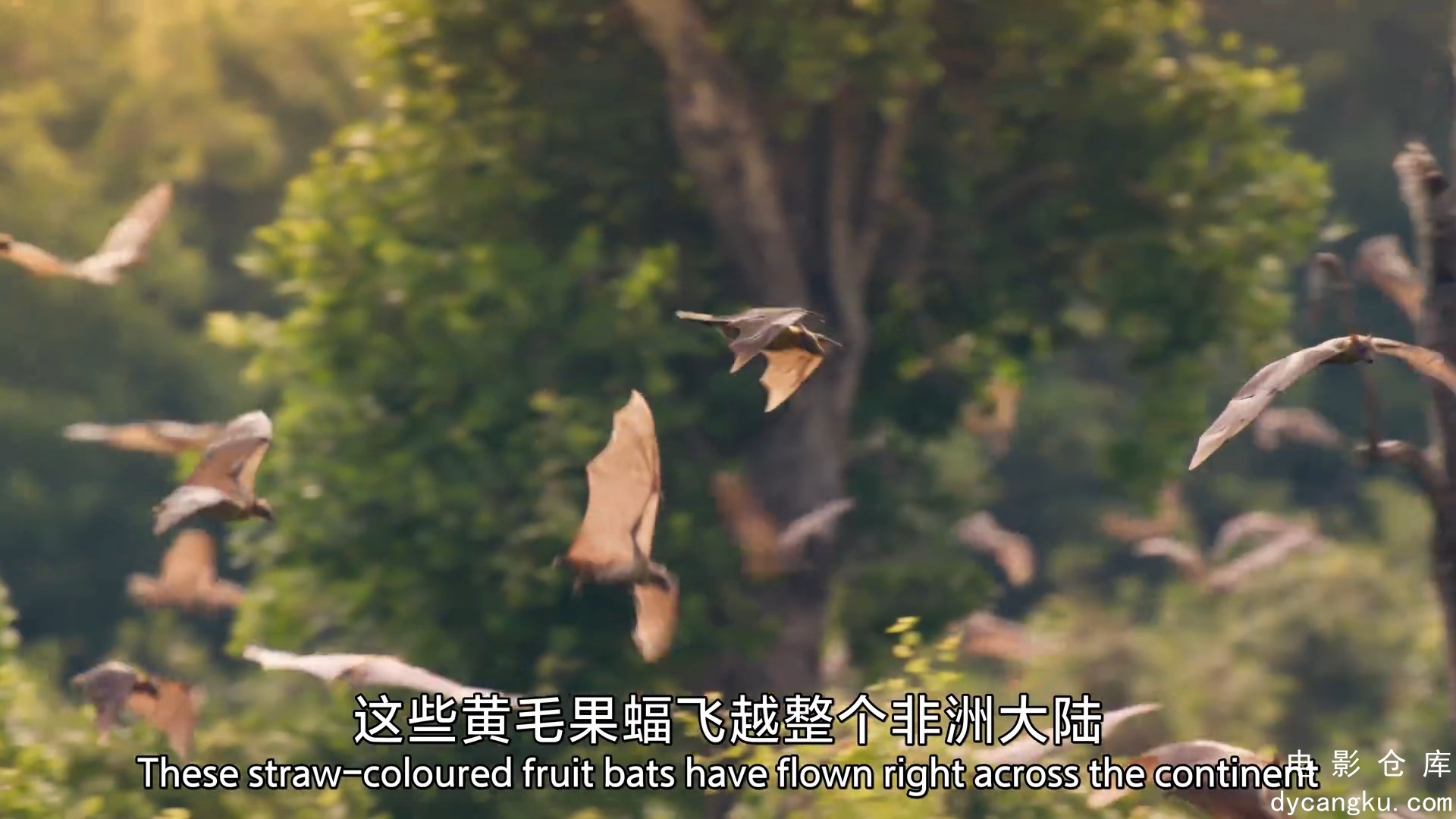 [电影仓库dycangku.com]06.1080国英双语.mkv_snapshot_31.01.054.jpg