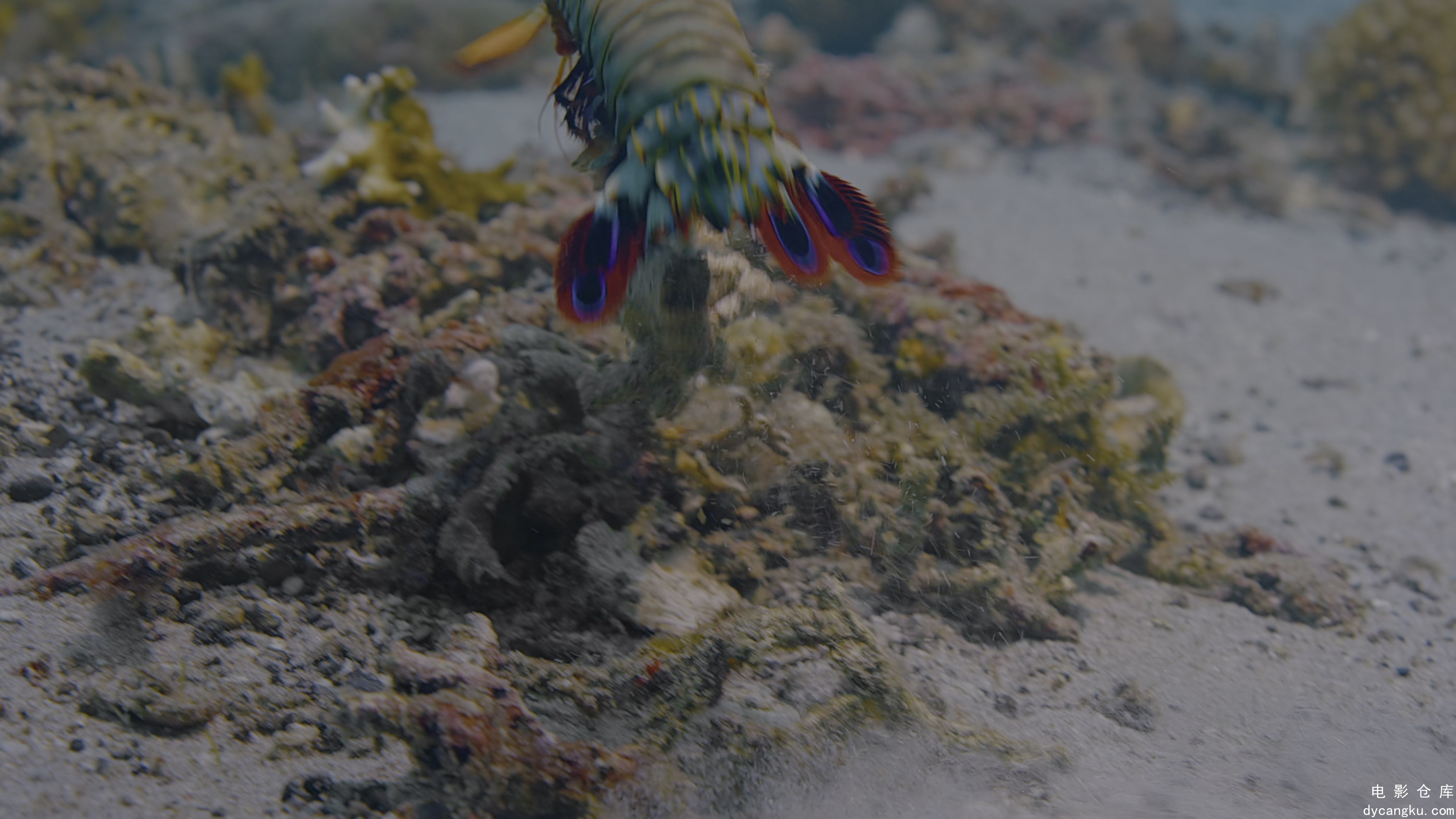 [电影仓库dycangku.com]Dolphin.Reef.2020.HDR.2160p.WEB.H265-SECRECY.mkv_snapshot_.jpg