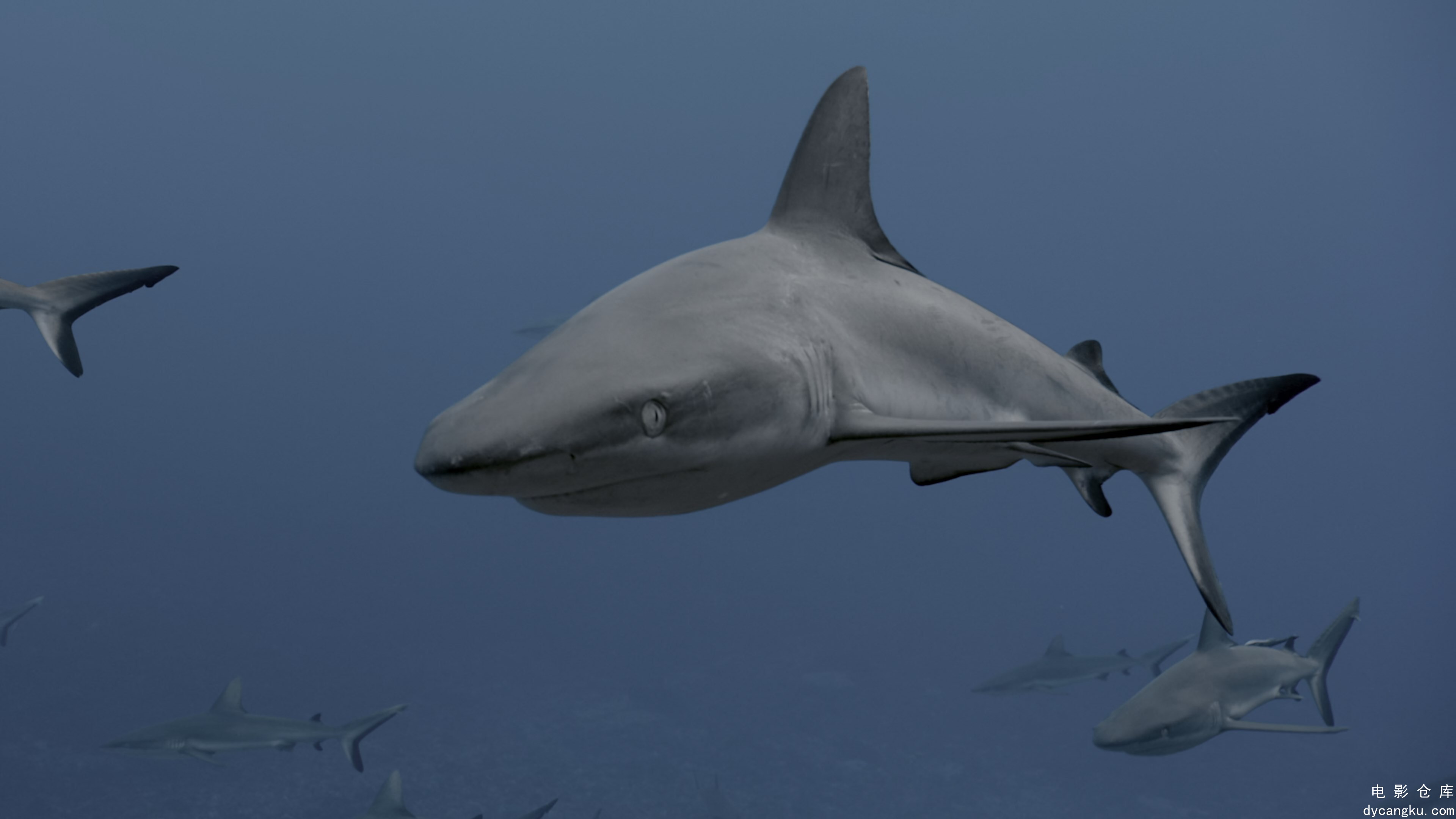 [电影仓库dycangku.com]Dolphin.Reef.2020.HDR.2160p.WEB.H265-SECRECY.mkv_snapshot_.jpg