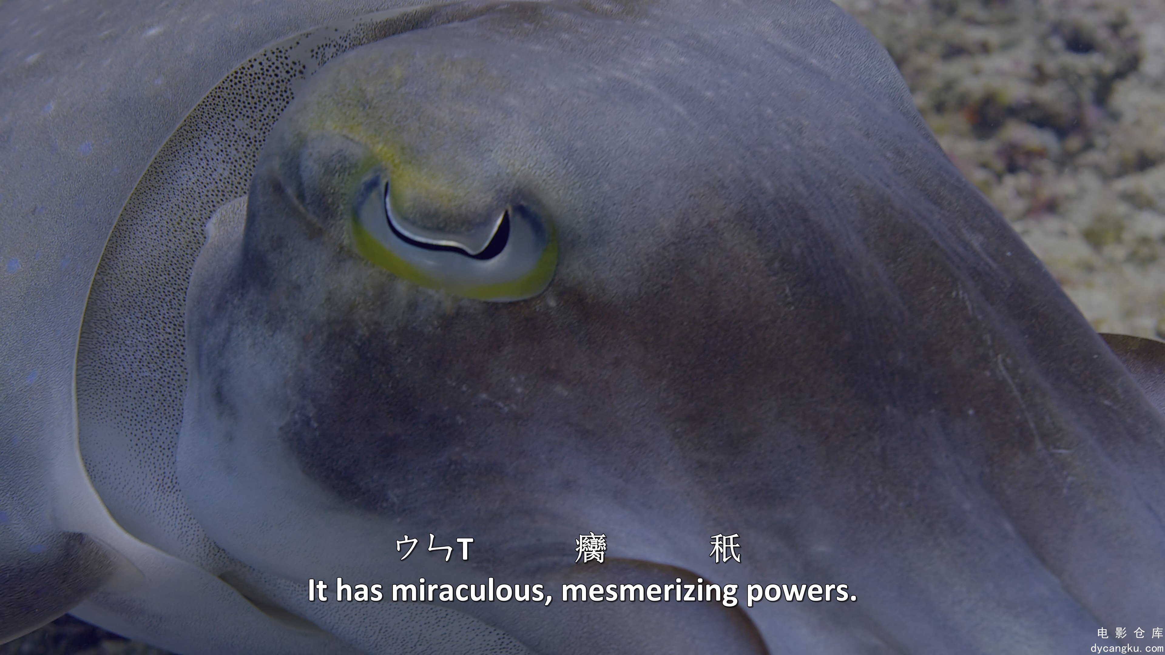 [电影仓库dycangku.com]Dolphin.Reef.2020.HDR.2160p.WEB.H265-SECRECY.mkv_snapshot_.jpg
